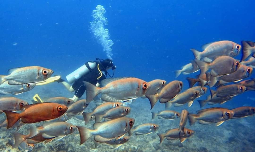 Ratu Kini Dive & Stay Остров Мана Экстерьер фото