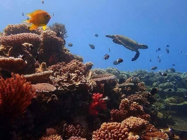 Ratu Kini Dive & Stay Остров Мана Экстерьер фото